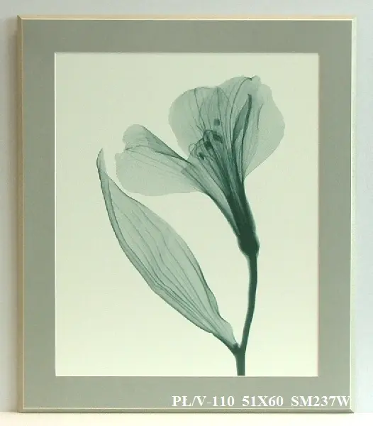 Obraz Anemon, X-Ray 51X60 cm