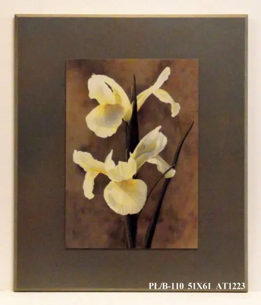 Obraz Biały kwiat w brązach, irys 51x61 cm