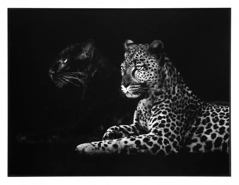 Obraz Dwie pantery na płycie 81x61 cm