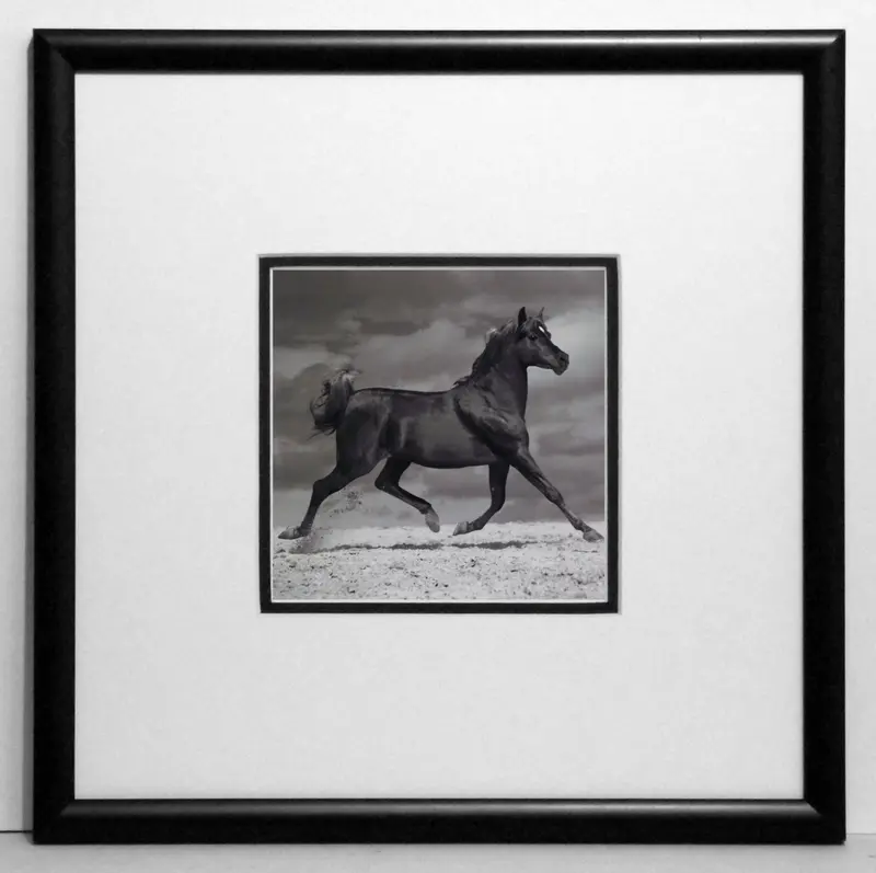 Obraz Fotografia karego konia 30x30 cm