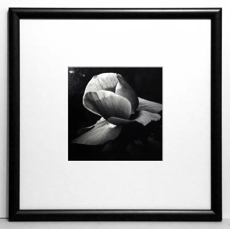 Obraz Fotografie kwiatów, róża 30x30 cm