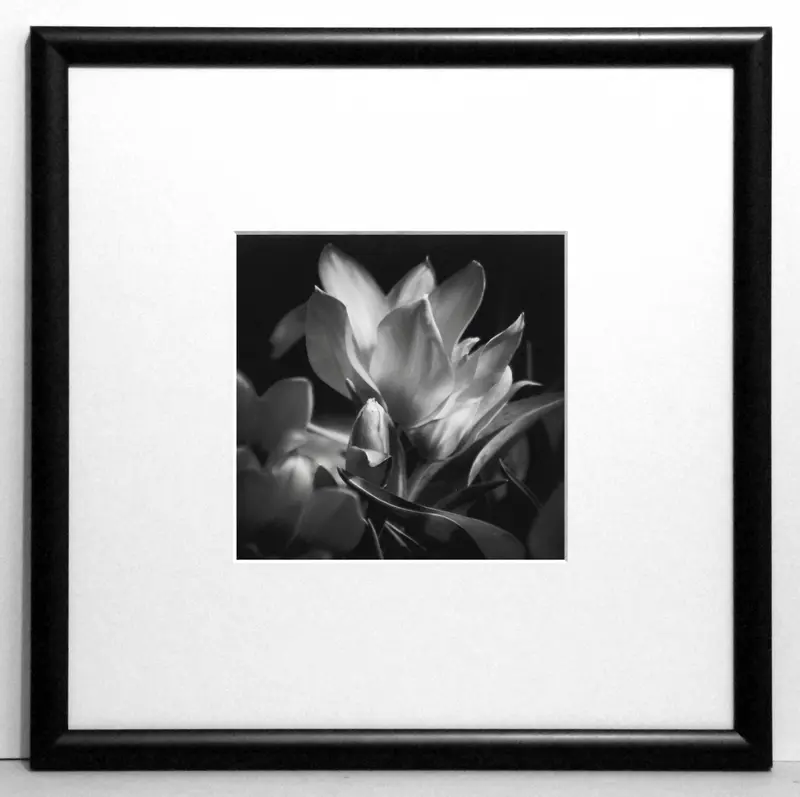 Obraz Fotografie kwiatów, tulipany 30x30 cm