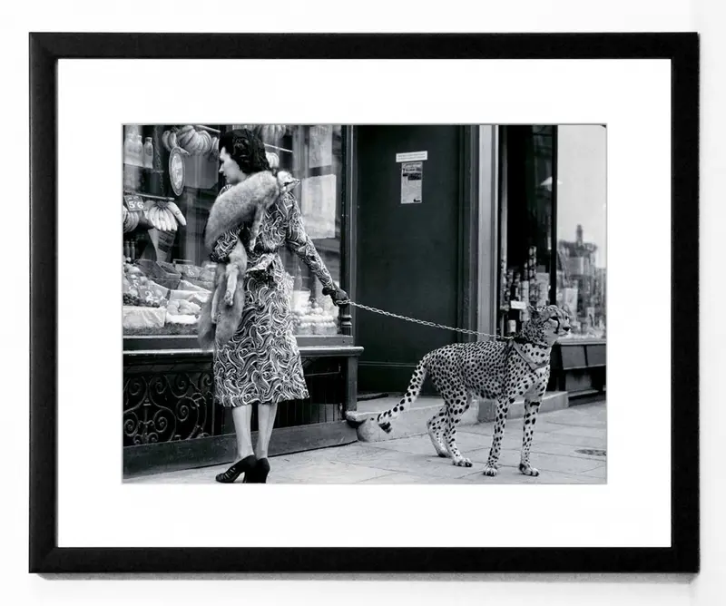 Obraz Gepard w mieście, przed witryną butiku, czarno-biała fotografia w ramie 50x40 cm