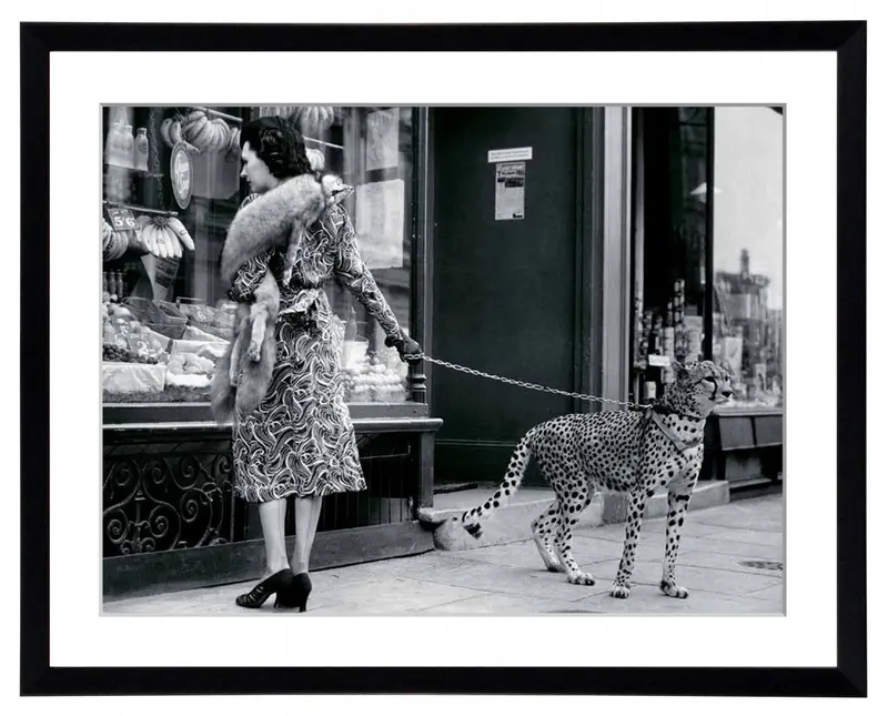 Obraz Gepard w mieście, przed witryną butiku, czarno-biała fotografia w ramie 80x60 cm