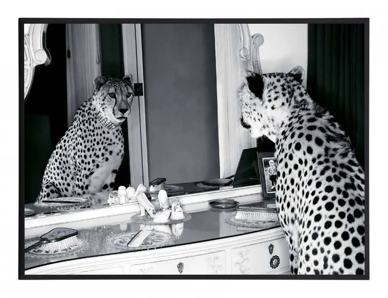 Obraz Gepard w mieście, przeglądający się w lustrze, czarno-biała fotografia na płycie 41x31 cm