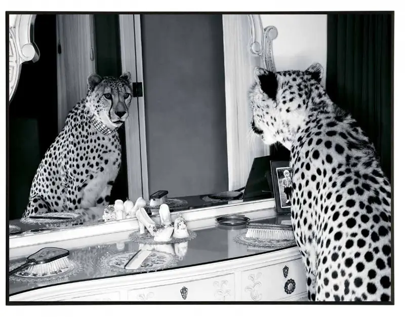 Obraz Gepard w mieście, przeglądający się w lustrze, czarno-biała fotografia na płycie 71x51 cm