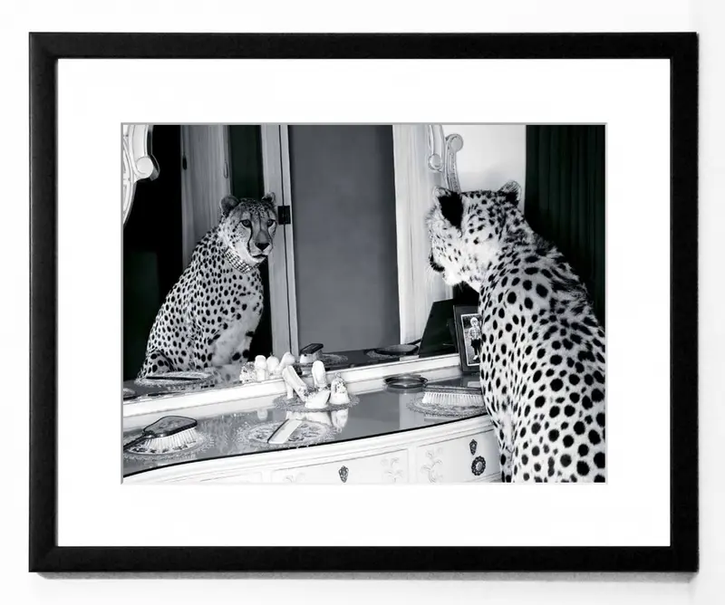 Obraz Gepard w mieście, przeglądający się w lustrze, czarno-biała fotografia w ramie 50x40 cm