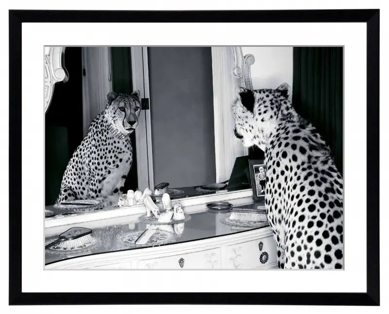 Obraz Gepard w mieście, przeglądający się w lustrze, czarno-biała fotografia w ramie 80x60 cm