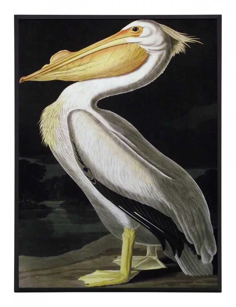 Obraz J.J. Audubon, Biały Pelikan 31x41 cm
