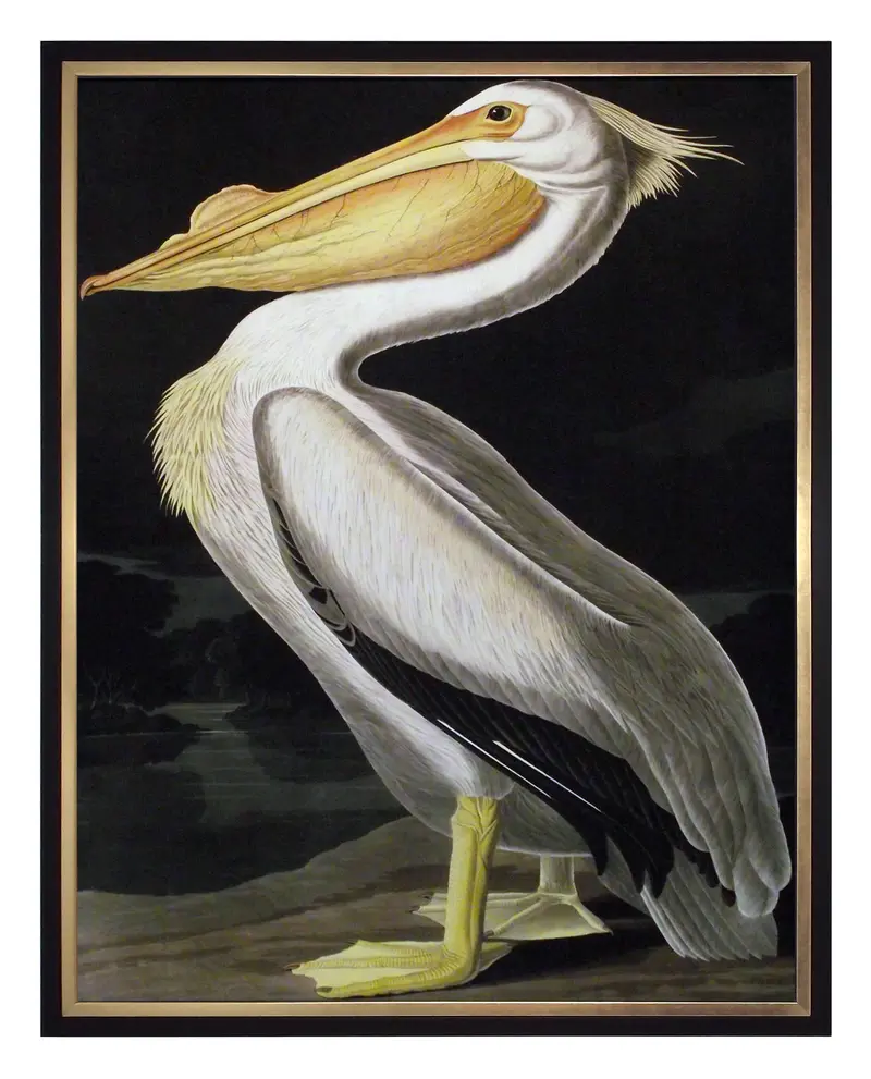 Obraz J.J. Audubon, Biały Pelikan 60x80 cm