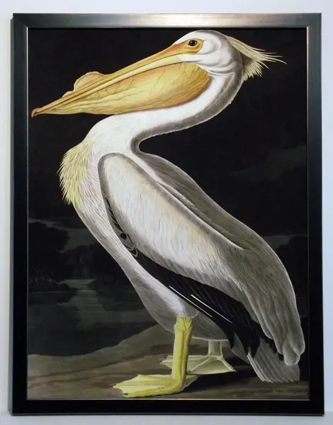 Obraz J.J. Audubon, Biały Pelikan 60x80 cm