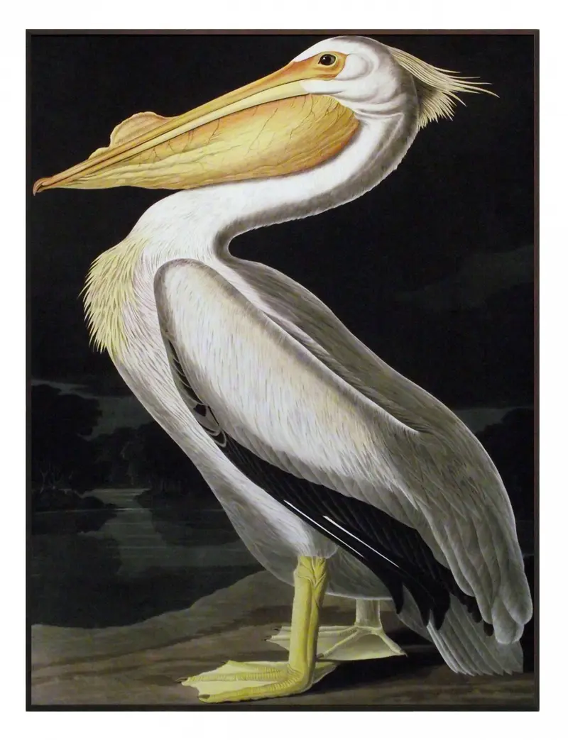 Obraz J.J. Audubon, Biały Pelikan 61x81 cm
