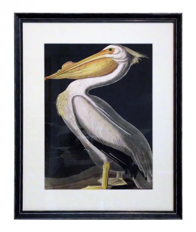 Obraz J.J. Audubon, Biały Pelikan w czarnej ramie z passe-partout 40x50 cm