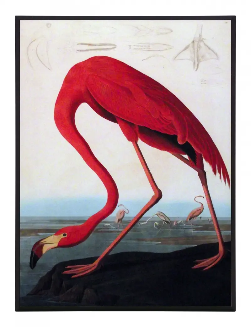 Obraz J.J. Audubon, Czerwony Flaming 31x41 cm