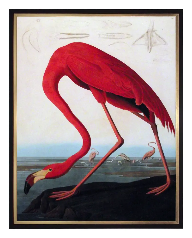 Obraz J.J. Audubon, Czerwony Flaming 60x80 cm