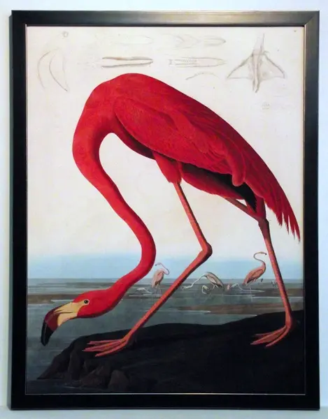 Obraz J.J. Audubon, Czerwony Flaming 60x80 cm