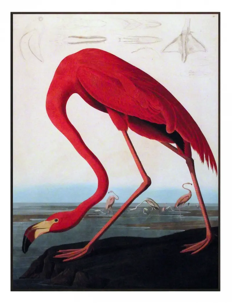 Obraz J.J. Audubon, Czerwony Flaming 61x81 cm