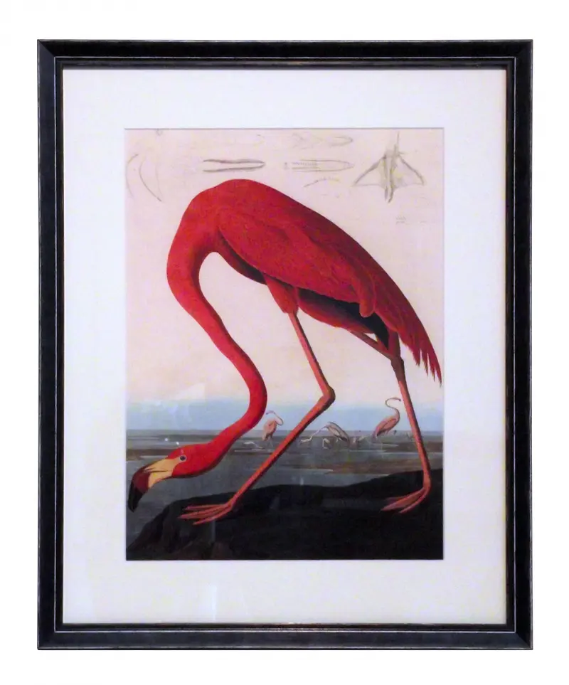 Obraz J.J. Audubon, Czerwony Flaming w czarnej ramie z passe-partout 40x50 cm