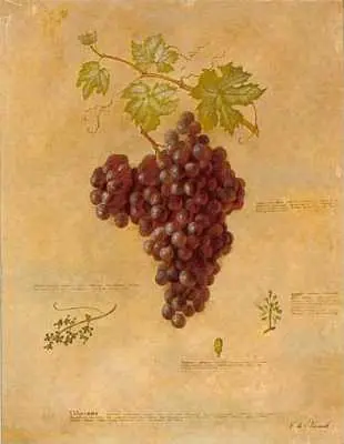 Obraz Kiść winogrona, rysunek botaniczny na płycie 35x45 cm