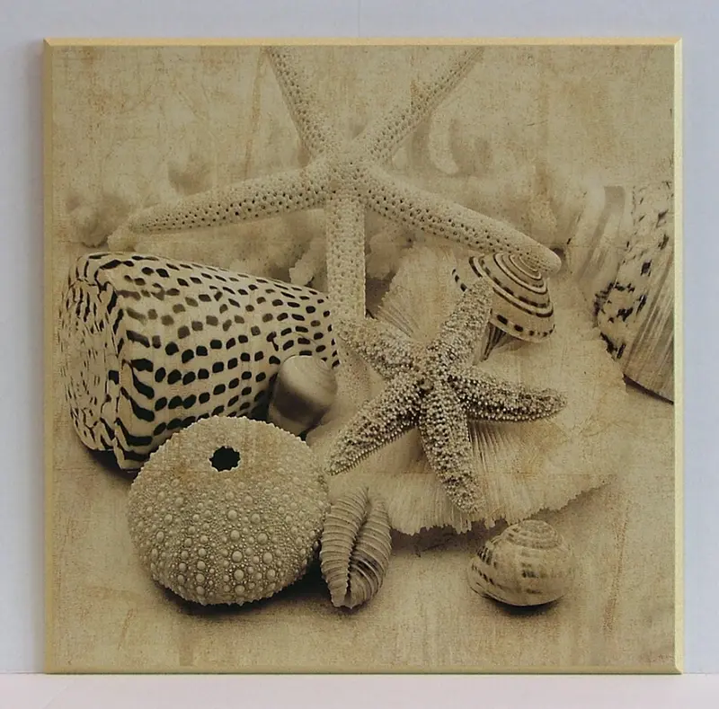 Obraz Kolekcja muszli I, fotografia w sepii na płycie 51x51 cm