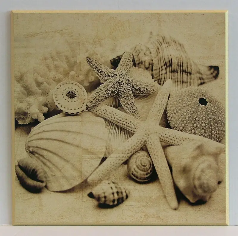 Obraz Kolekcja muszli II, fotografia w sepii na płycie 51x51 cm