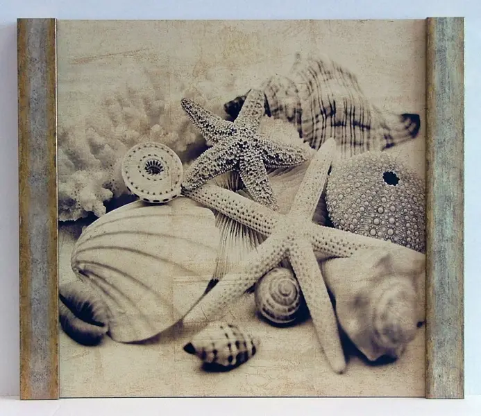 Obraz Kolekcja muszli II, fotografia w sepii na płycie oprawiona w pionowe ramy 50x50 cm