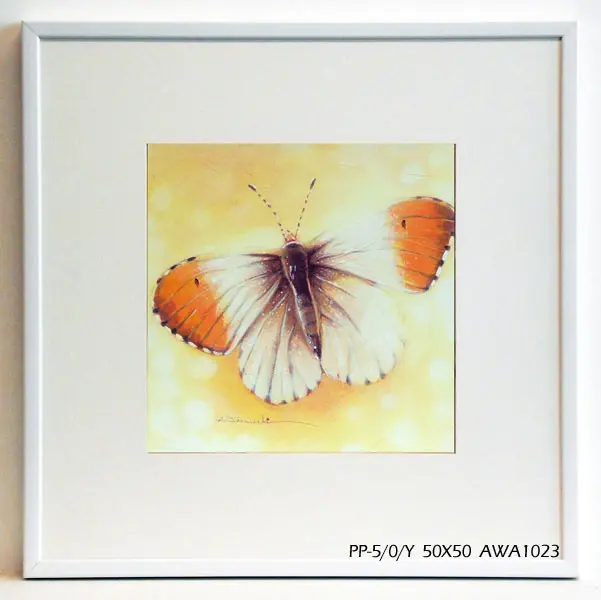 Obraz Kolorowy motyl 50x50 cm