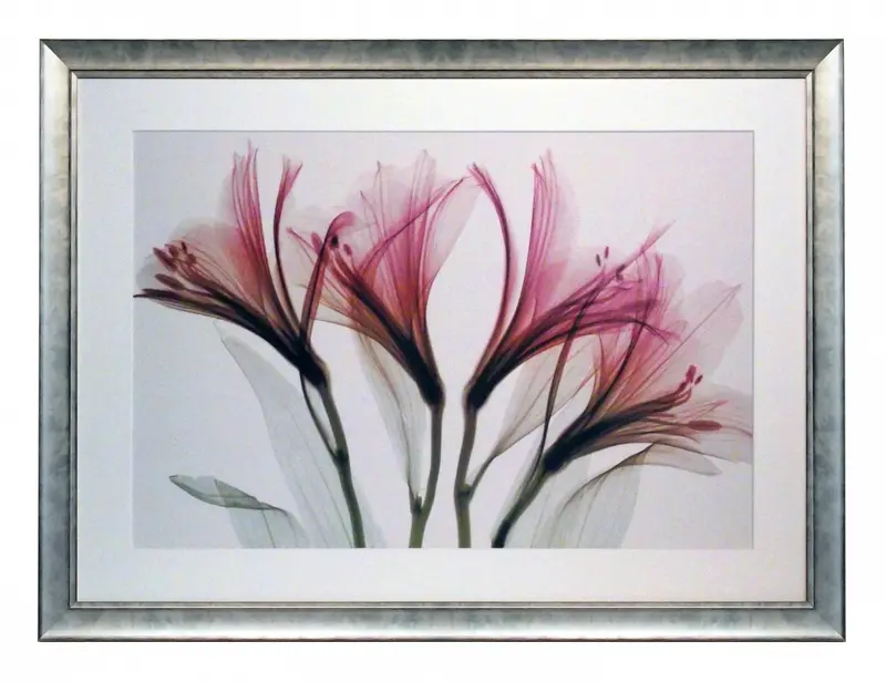 Obraz Kwiat Alstromeria w promieniach rentgena w ramie 70x50 cm