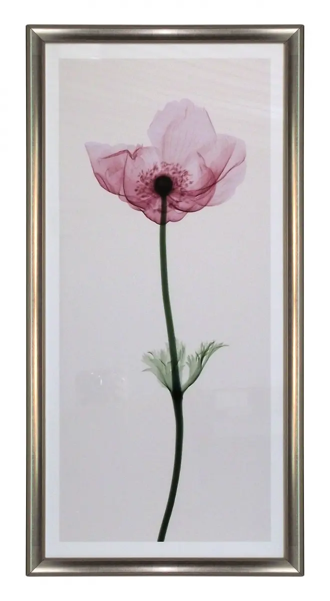 Obraz Kwiat anemon, X-Ray 36x77 cm