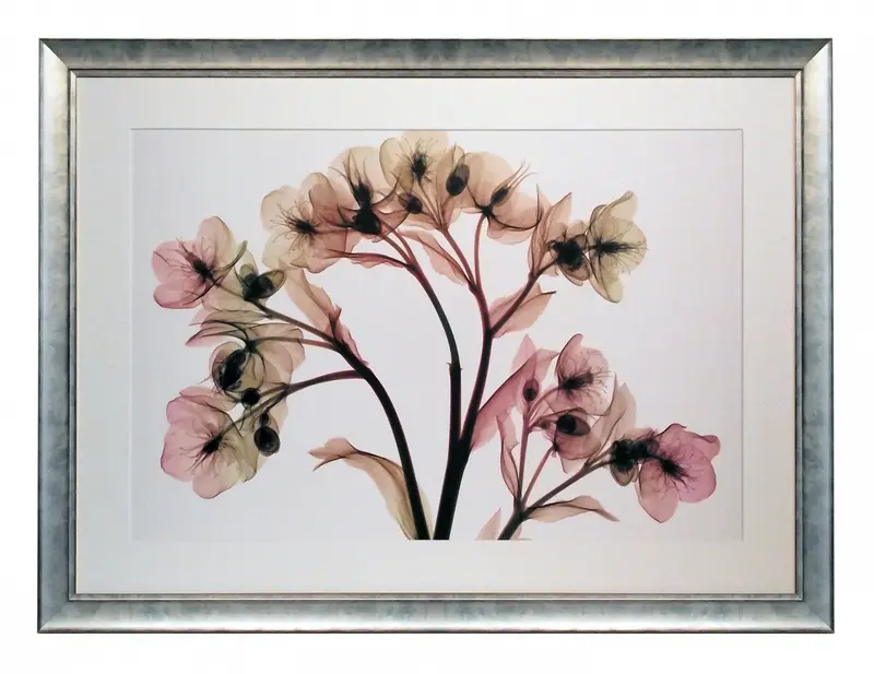 Obraz Kwiat Ciemiernik w promieniach rentgena w ramie 70x50 cm