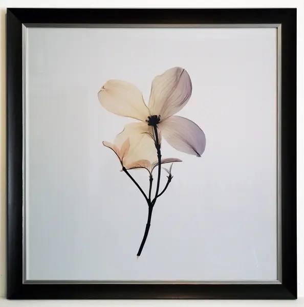 Obraz Kwiat derenia X-Ray 61x61 cm