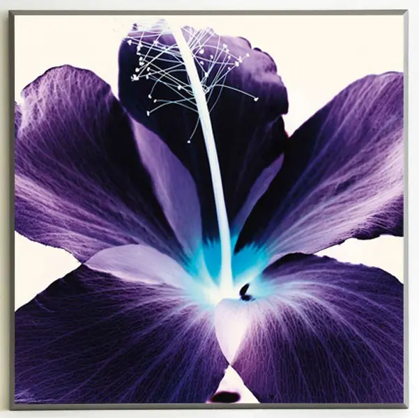 Obraz Kwiat hibiskusa we fiolecie 51x51 cm