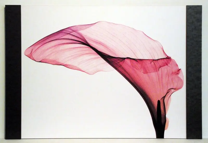Obraz Kwiat Kalla w promieniach rentgena 76x60 cm