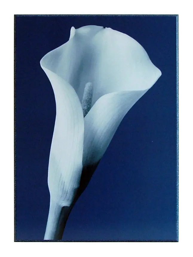 Obraz Kwiat Kalli 51x71 cm