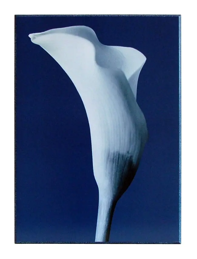 Obraz Kwiat Kalli 51x71 cm