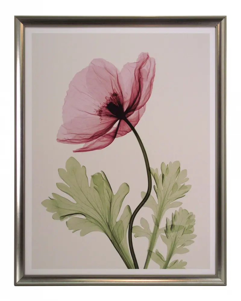 Obraz Kwiat maku, fotografia X-Ray 50x65 cm