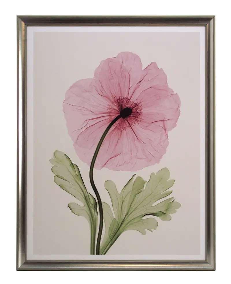 Obraz Kwiat maku, fotografia X-Ray 50x65 cm