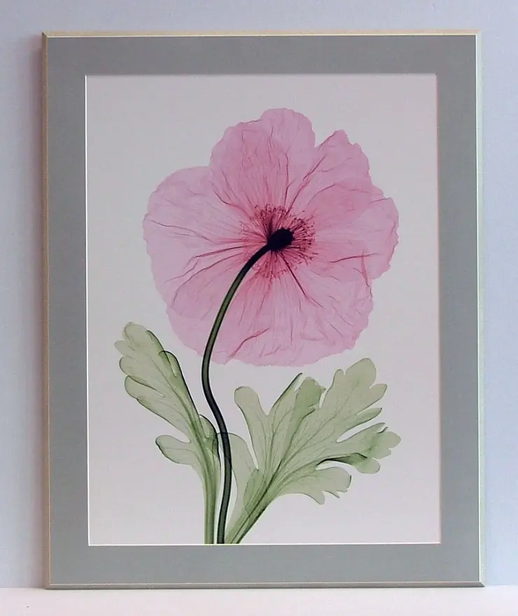 Obraz Kwiat maku, fotografia X-Ray z passe - partout 56x71 cm.1