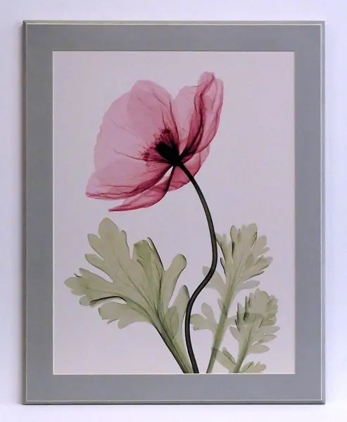 Obraz Kwiat maku, fotografia X-Ray z passe - partout 56x71 cm