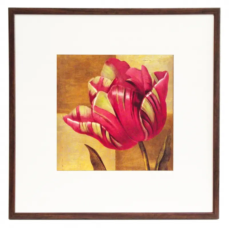 Obraz Kwiat różowego tulipana 50x50 cm