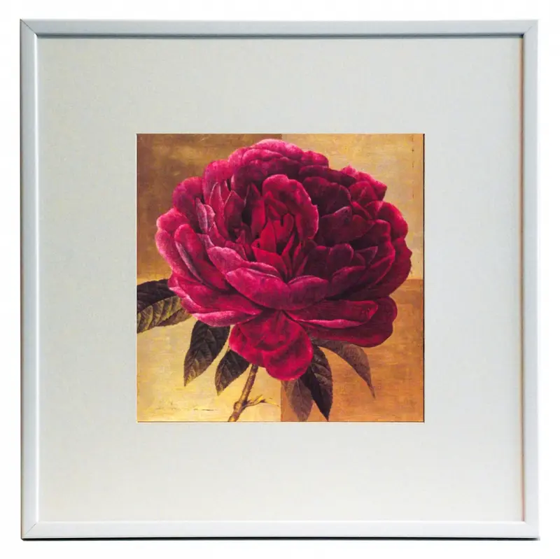 Obraz Kwiat różowej peonii 50x50 cm