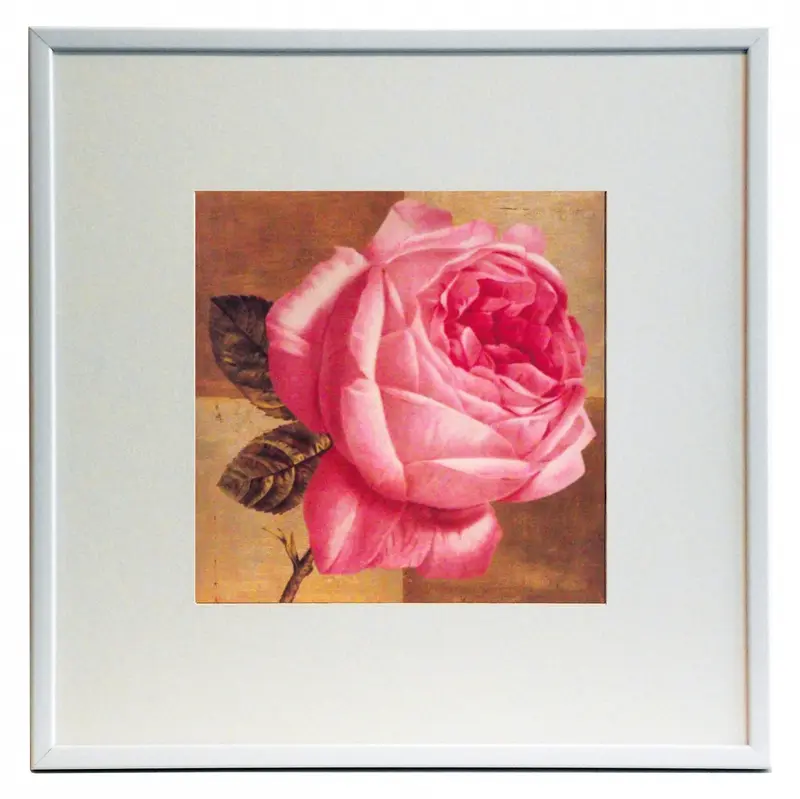Obraz Kwiat różowej róży 50x50 cm