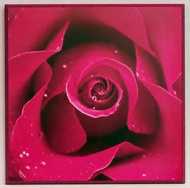 Obraz Kwiat róży w różu 31x31 cm