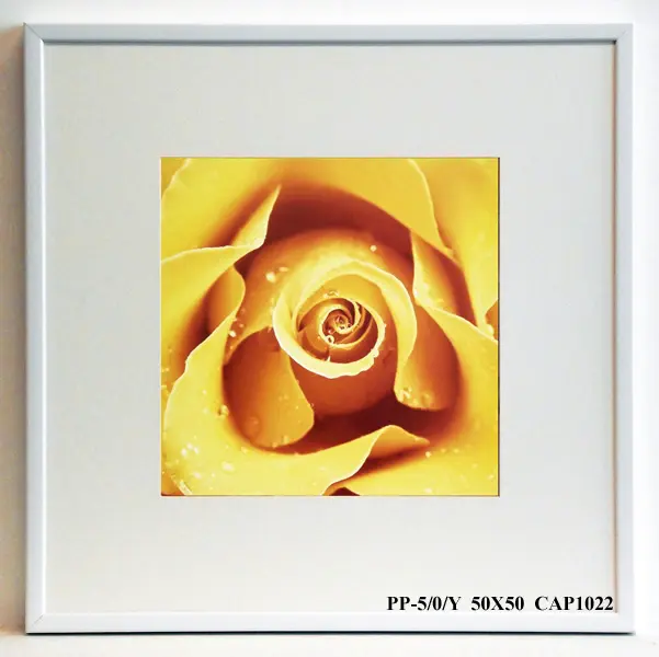 Obraz Kwiat róży w żółci 50x50 cm