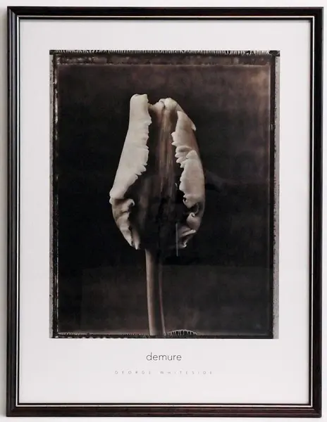 Obraz Kwiat tulipana 50x66 cm