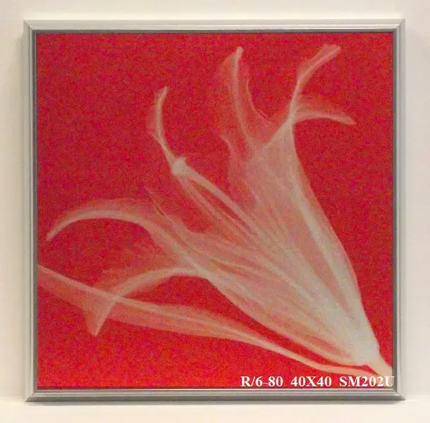 Obraz Kwiat, X-Ray 40x40 cm