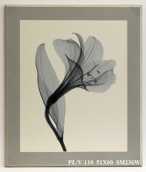 Obraz Kwiat, X-Ray 51x60 cm