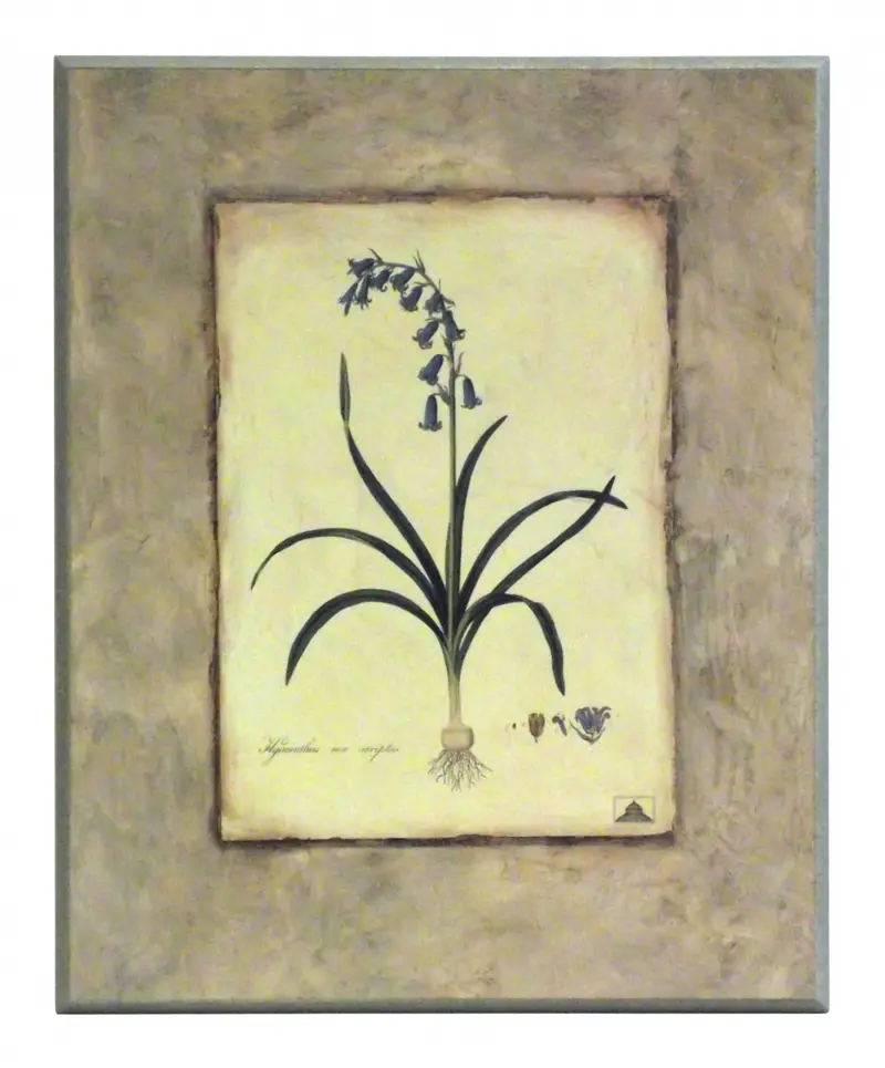 Obraz Kwiaty cebulowe, Hiacynt na płycie 41x51 cm