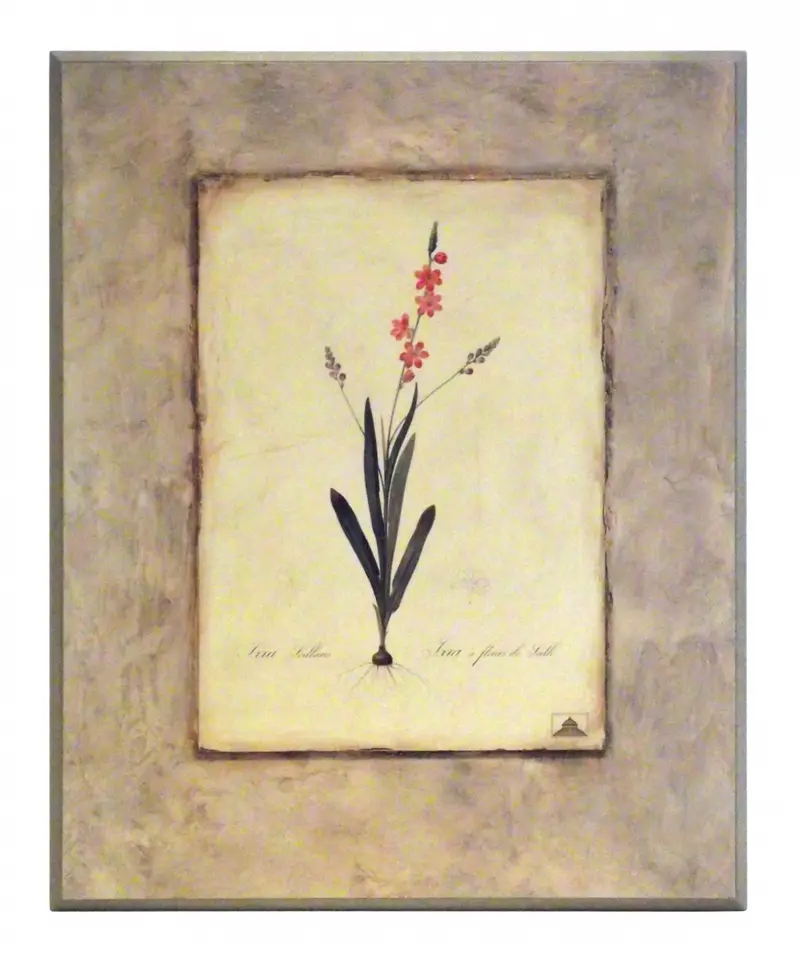Obraz Kwiaty cebulowe, Iksja na płycie 41x51 cm