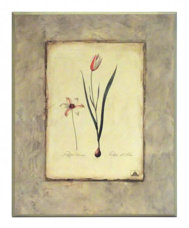 Obraz Kwiaty cebulowe, Tulipan na płycie 41x51 cm